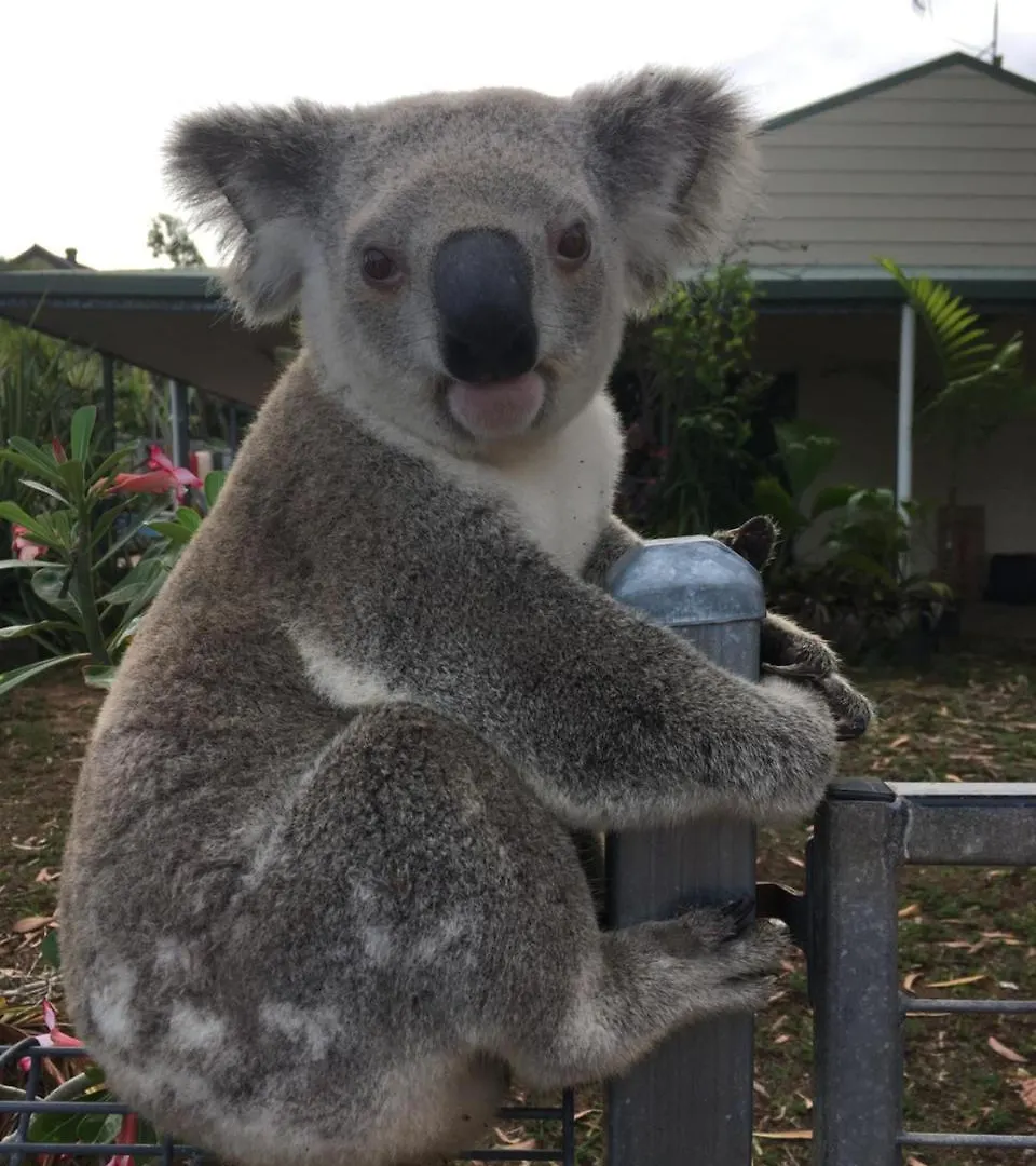Executive Properties In North Ward Townsville And On Magnetic Island אוסטרליה